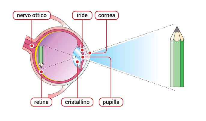 come-funziona-l'occhio come funziona l'occhio
